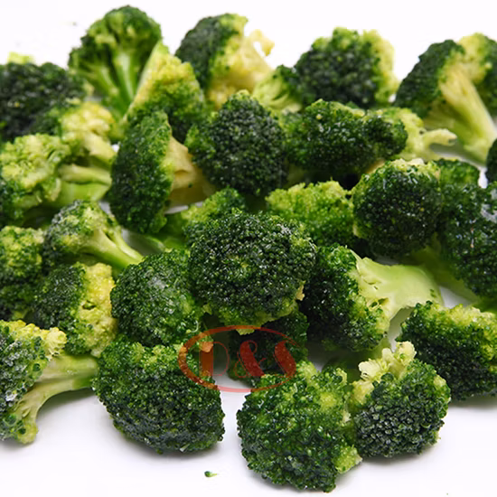 China New Crop Fresh Broccoli for Exporting