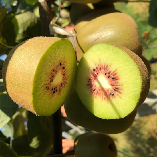 Fresh Kiwi Fruit Organic Green Kiwi IQF Frozen Sliced Fruit Golden Fresh Kiwi Fruits